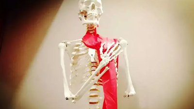 3D解剖和运动人体科学